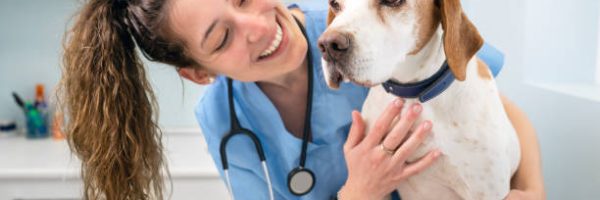 Young happy veterinary nurse smiling while playing with a dog. High quality photo